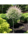 Salix 'Hakuro Nishiki' / Saule crevette