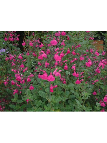 Salvia microphylla 'Pink Blush' / Sauge arbustive (rose)
