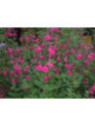 Salvia microphylla 'Pink Blush' / Sauge arbustive (rose)