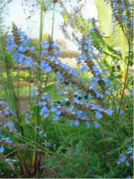 Salvia uliginosa / Sauge des marais (bleu)