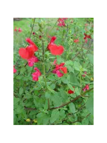 Salvia microphylla 'Grahamii' / Sauge arbustive (rouge)
