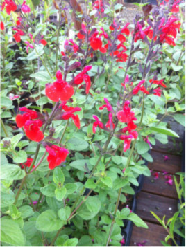 Salvia microphylla 'Royal Bumble' / Sauge arbustive