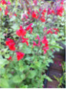 Salvia microphylla 'Royal Bumble' / Sauge arbustive