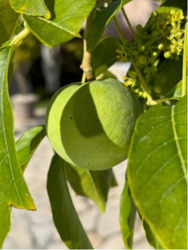 Casimiroa edulis / Sapote blanche