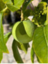 Casimiroa edulis / Sapote blanche