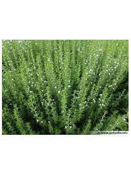 Sarriette vivace - Satureja montana