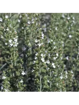 Sarriette vivace - Satureja montana