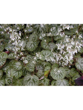 Saxifraga Sarmentosa