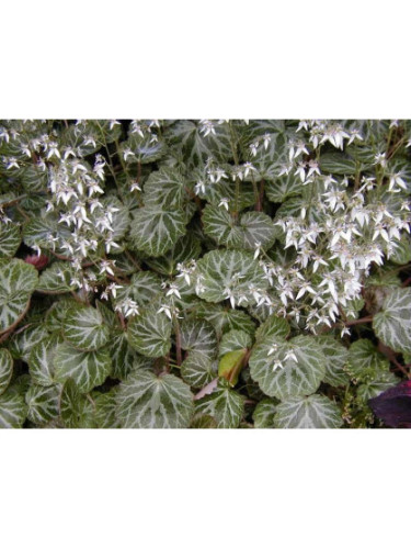 Saxifraga Sarmentosa