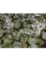 Saxifraga Sarmentosa