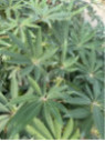 Schefflera taiwaniana