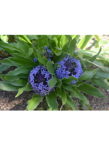 Scilla peruviana / Scille du Pérou