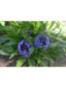 Scilla peruviana / Scille du Pérou