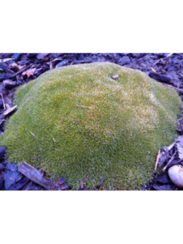 Scleranthus uniflorus