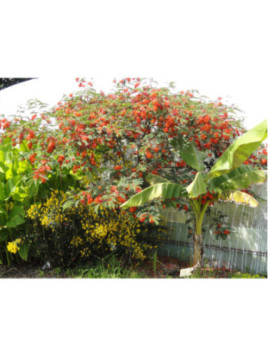 Sesbania punicea.  Flamboyant de Hyères