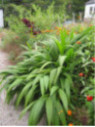 Setaria palmifolia / Herbe-palmier