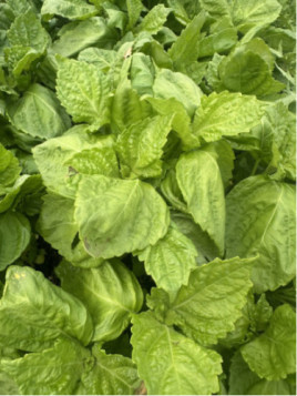 Shiso / Persil Japonais / Périlla