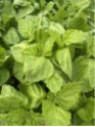 Shiso / Persil Japonais / Périlla