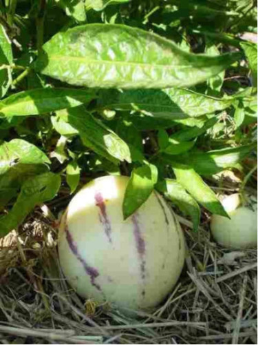 Pépino / Poire-melon - Solanum muricatum