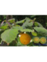 Solanum quitoense / Naranjilla / Lulo
