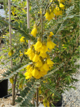 Sophora Microphylla Sun King