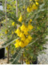 Sophora Microphylla Sun King