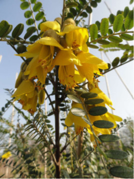 Sophora Microphylla Sun King