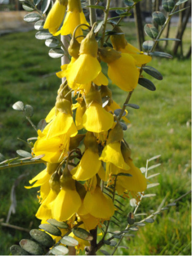 Sophora Microphylla Sun King