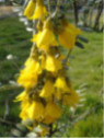 Sophora Microphylla Sun King