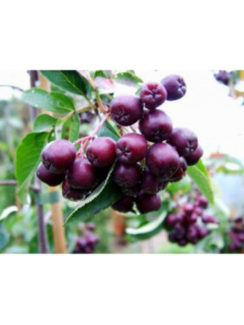 Sorbus 'Burka' / Sorbier à gros fruits