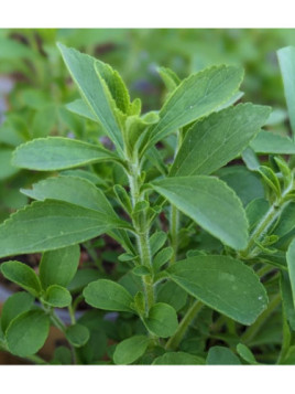 Stevia rebaudiana / Plante sucrante