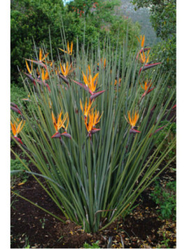 strelitzia juncea