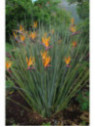strelitzia juncea