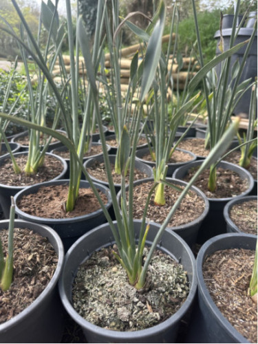 strelitzia juncea