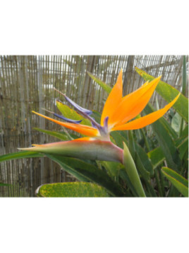 Strelitzia reginae / Oiseau du Paradis