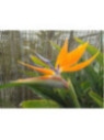 Strelitzia reginae / Oiseau du Paradis