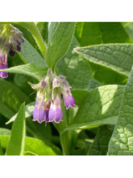 Consoude officinale - Symphytum officinale