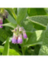 Consoude officinale - Symphytum officinale