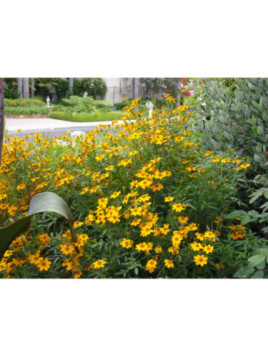 Tagetes lemonii