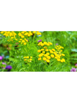Tanacetum officinalis / Tanaisie
