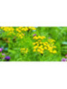 Tanacetum officinalis / Tanaisie