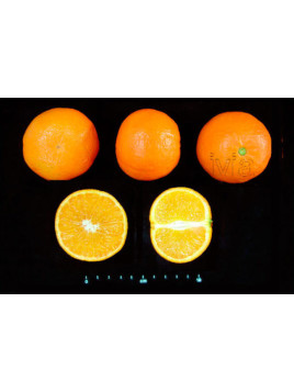 Citrus x tangelo 'Mandanova' / Tangelo