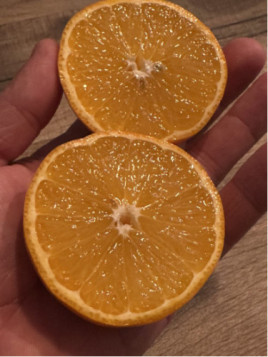 Citrus x tangelo 'Minneola'