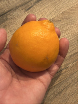 Citrus x tangelo 'Minneola'