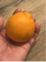 Citrus x tangelo 'Minneola'