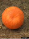 Citrus x tangelo 'Seminole' / Tangelo