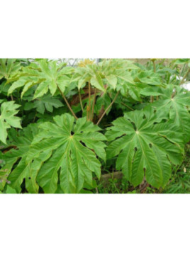 Tetrapanax papyrifera rex/ Plante à papier de riz