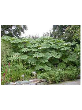 Tetrapanax papyrifera rex/ Plante à papier de riz