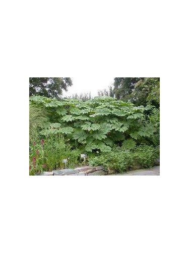 Tetrapanax papyrifera rex/ Plante à papier de riz