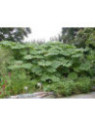 Tetrapanax papyrifera rex/ Plante à papier de riz